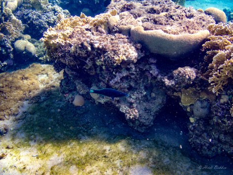 Ankomst Aqaba, strandliv og snorkling i Rødehavet