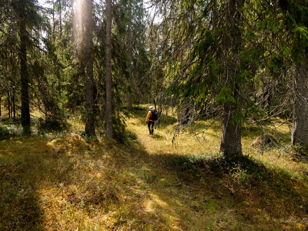 Gutulia – Norges minste nasjonalpark