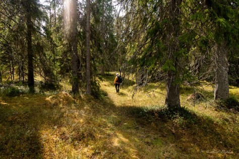 Gutulia – Norges minste nasjonalpark